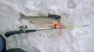 Nieri� (Rautu) 460 g